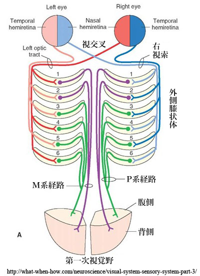 図 補